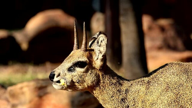 Closeup: Klipspringer Antelope in Kruger Park (Rock Jumper), South Africa, feeding on wild fruit in its rocky habitat terrain