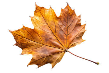 Obraz premium Autumn maple leaf in orange, yellow, and brown isolated on transparent background