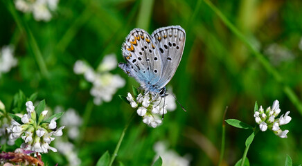 Silver-studded blue // Argus-Bläuling, Geißklee-Bläuling (Plebejus argus)