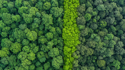 Lush green forest transitioning to denser area, showcasing beauty of natures diversity. This aerial view captures vibrant hues of foliage, evoking sense of tranquility and wonder