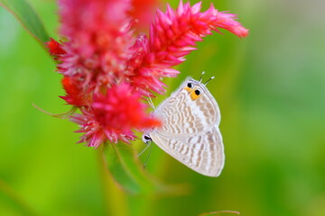 ケイトウの花とウラナミシジミ