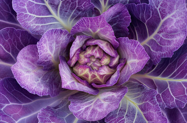 Obraz premium Close-up of an ornamental cabbage with purple leaves