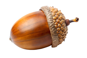 Close-up of single brown acorn isolated on white