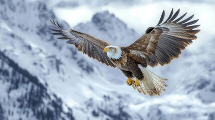 Obraz premium Majestic Golden Eagle Soaring Over Mountain Peaks - Captivating Wildlife Photography with Impressive Wingspan