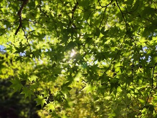 green leaves background 紅葉