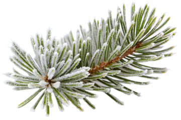 Frost-covered pine branch in close-up winter scene