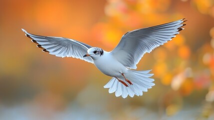 Obraz premium Graceful Flight of a Black-Headed Gull: Close-Up Capturing Distinctive Markings