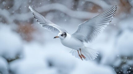 Graceful Black-Headed Gull in Flight: Close-Up of Majestic Bird with Distinctive Markings