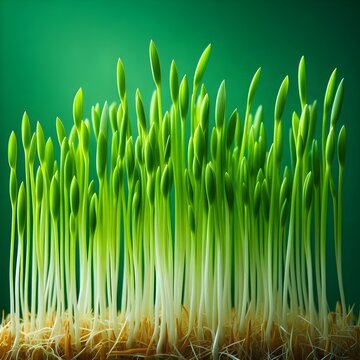 Fresh wheat sprouts image
