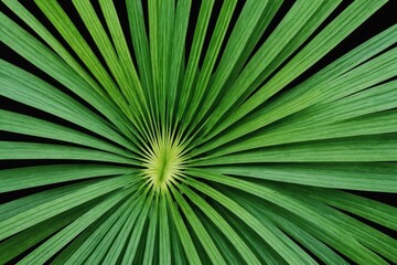 Obraz premium green palm leaf pattern texture abstract background