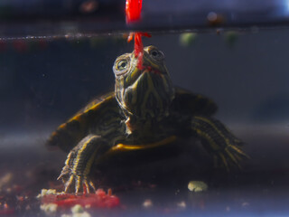 Water turtles in Indonesia are known as Brazilian turtles by their community. You can search for...