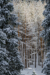 Snowy forest in mountains, snow mountains forest, Trees in snow, snowy landscape