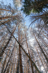 Fototapeta premium Snowy forest in mountains, snow mountains forest, Trees in snow, snowy landscape
