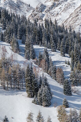 Snowy forest in mountains, snow mountains forest, Trees in snow, snowy landscape
