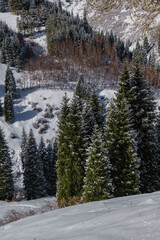 Snowy forest in mountains, snow mountains forest, Trees in snow, snowy landscape