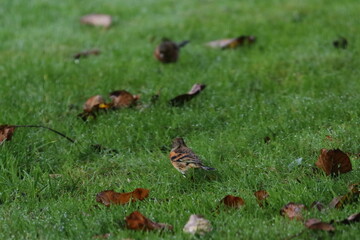 brambling