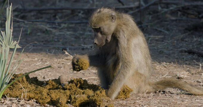 Close-up side view of a Chacma baboon trying to break open a vegetable ivory seed which is covered in elephant dung