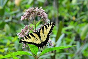 Close-up shot of an Eastern Tiger Swallowtail on Joe Pye Weed