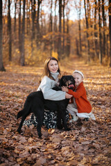 Fototapeta premium The woman, dressed in a gray sweater and her daughter with braids are playing with the dog in the autumn forest. Black dog in the foreground.
