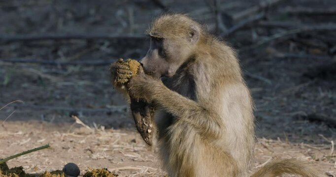 Close-up side view of a Chacma baboon trying to break open a vegetable ivory seed which is covered in elephant dung