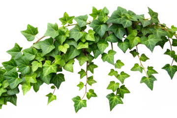 Close-up of green ivy vine isolated on transparent background
