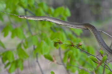 Aesculapian snake on green tree 