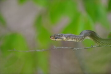 Aesculapian snake on green tree 