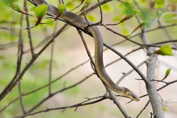 Aesculapian snake on green tree 