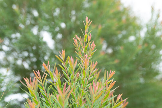 New growth on a weeping bottlebrush tree showing the beautiful color variations of the new leaves