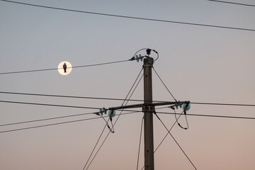 Concrete power line pole against the morning sky. A bird sits on an electric wire against the...