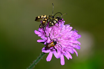 Kleiner Halsbock (Pseudovadonia livida) und Gefleckter Schmalbock (Rutpela maculata) auf...
