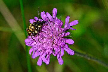 Spotted longhorns (Rutpela maculata) on Field scabious (Knautia arvensis) // Gefleckter Schmalbock auf Wiesenskabiose 