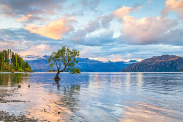 Wanaka, New Zealand - Lake Wanaka, at sunset, and the world famous tree which stands near the shore.