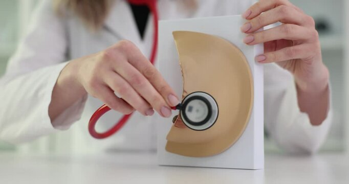 Doctor uses stethoscope on anatomical model of female breast