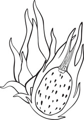 Composition of hand drawn dragon fruit and half dragon fuit.