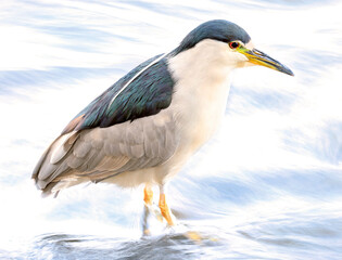 Portrait of a Black-crowned night heron sitting on the river