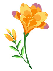 Vibrant Freesia Flower Illustration with Multicolored Petals in Pink, Yellow, and Orange - Ideal for Spring and Summer Floral Themes, Freesia Illustration, Freesia Flower vector Illustration