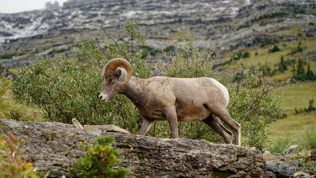 sheep in the mountains