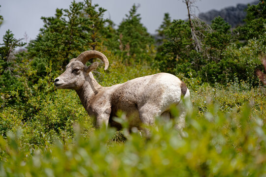 mountain goat on the meadow