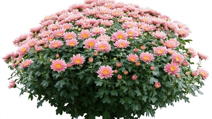 bush with pink chrysanthemums on white background