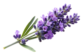 Lavender blossom with purple petals isolated on transparent background