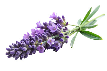 Close-up of purple lavender flower isolated on transparent background