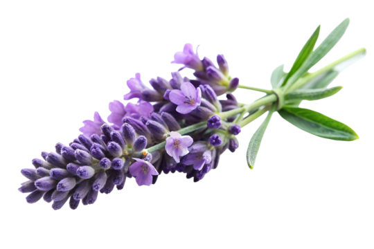 Close-up of purple lavender flower isolated on transparent background