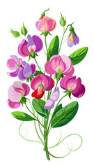 Elegant Sweet Pea Flower Illustration - Soft Pink and Red Petals with Lush Green Leaves, Ideal for Romantic and Spring Themes, Sweet Pea Flower vector Illustration, Sweet Pea vector Illustration