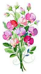 Fototapeta premium Elegant Sweet Pea Flower Illustration - Soft Pink and Red Petals with Lush Green Leaves, Ideal for Romantic and Spring Themes, Sweet Pea Flower vector Illustration, Sweet Pea vector Illustration