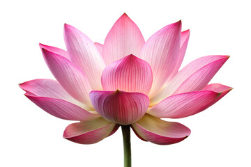 Pink lotus flower isolated on transparent background