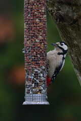 woodpecker