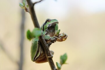 European tree frog