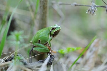 European tree frog