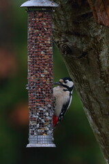 woodpecker